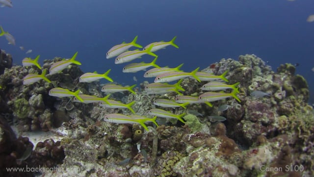 Backscatter Best Underwater Compact Cameras 2012--Canon S100