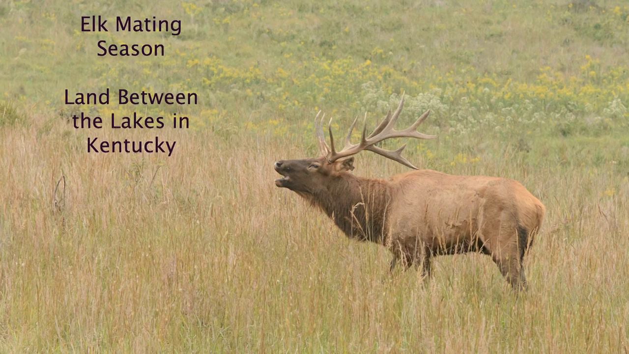 Elk Mating Call and Habits on Vimeo
