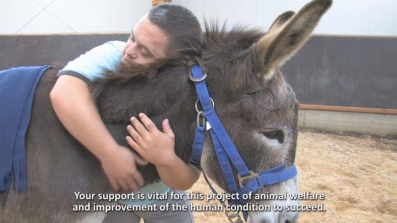 Save Donkeys Helping People on Vimeo