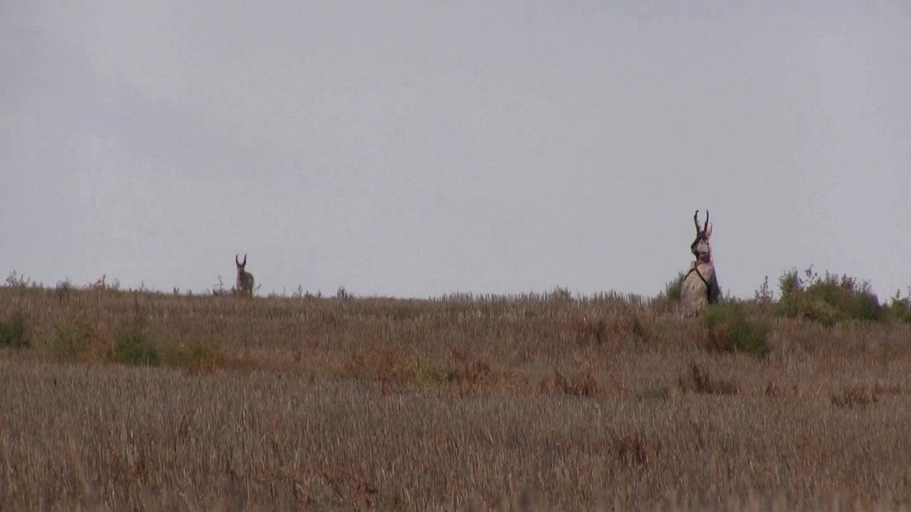 Heads Up Decoy Antelope Hunting Highlights on Vimeo