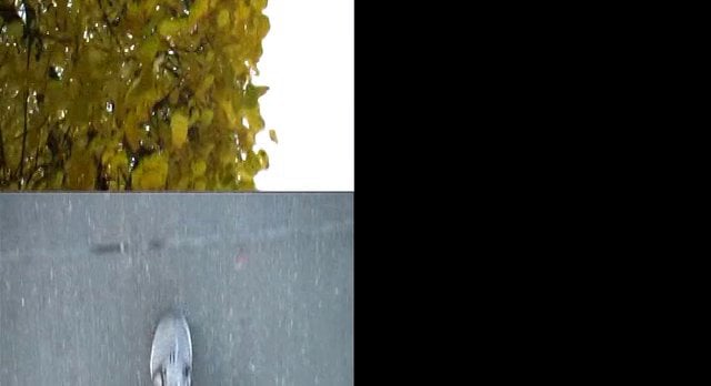 Loops on Vimeo