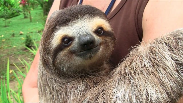 THE CUTE SHOW: BABY SLOTHS in Sloth TV on Vimeo