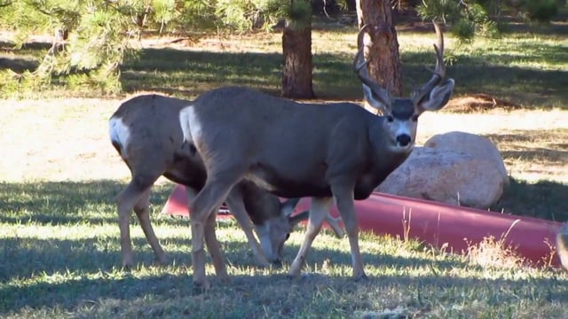 OH, Deer! OH, DEER!!! Nice Racks