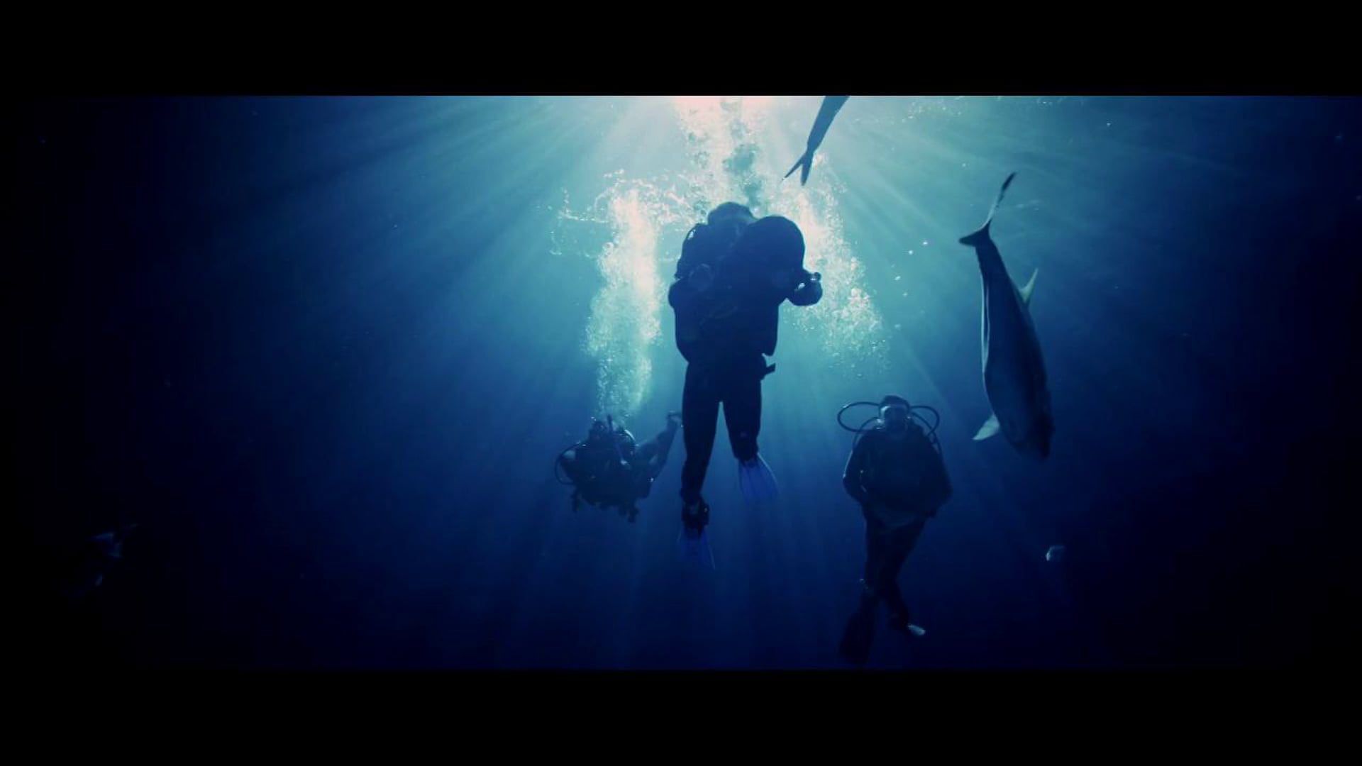 The Turtle - Trailer