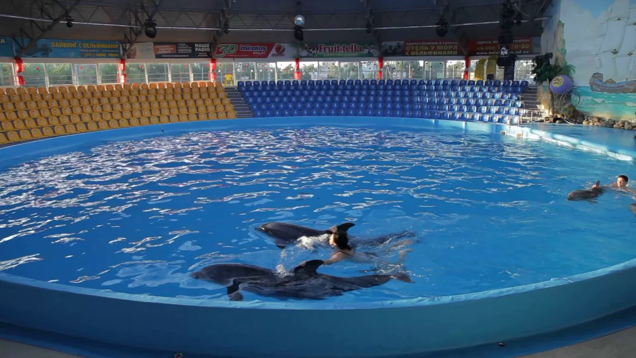 Дельфинарий в москве поплавать с дельфинами. Остров дельфин. Бассейн с дельфинами. Дельфины в сочи. Дельфинариум в турции.