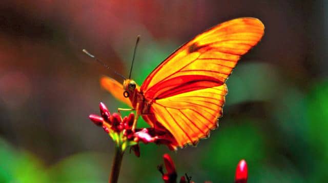 Butterfly Pavillion - Smithsonian Museum of Natural History on Vimeo