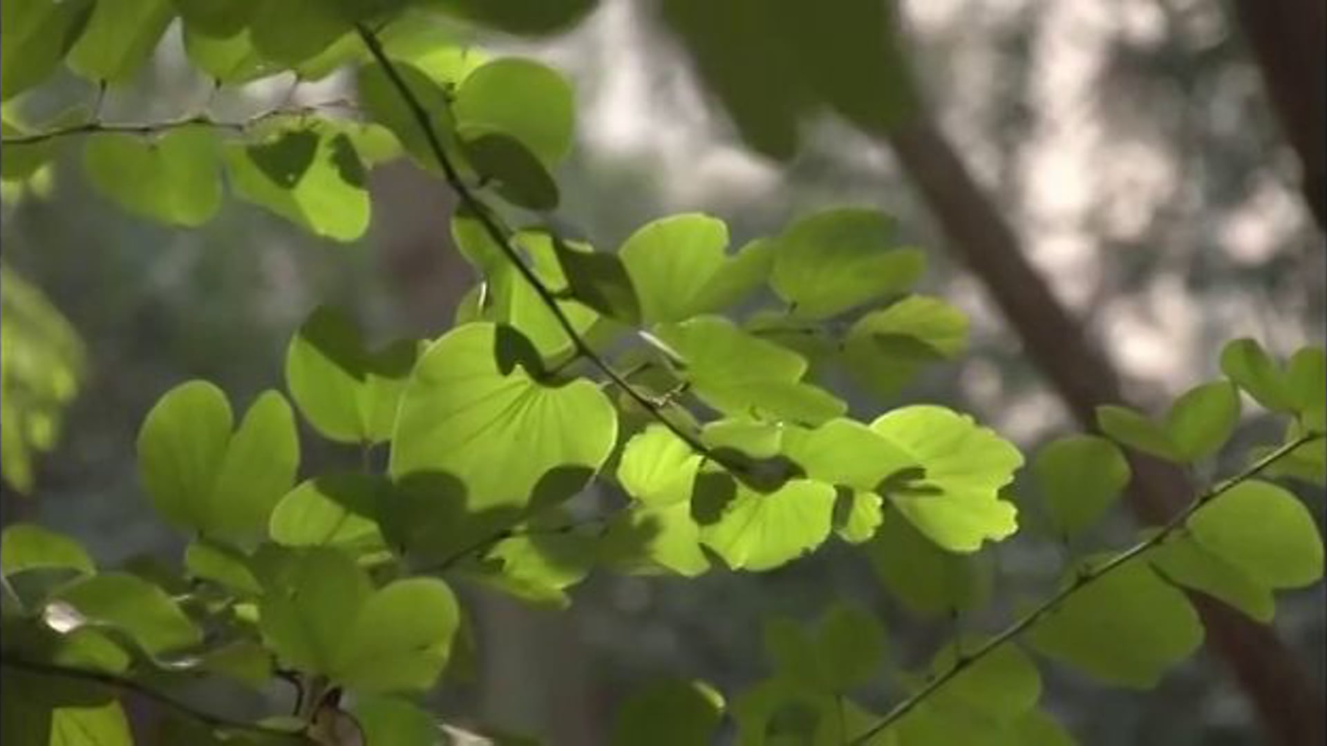 Secretaria Municipal do Verde e Meio Ambiente de São Paulo