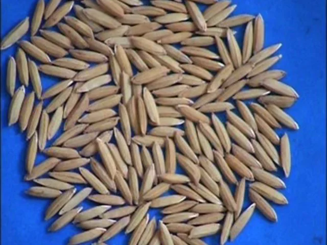 A-Seed sorting on Vimeo