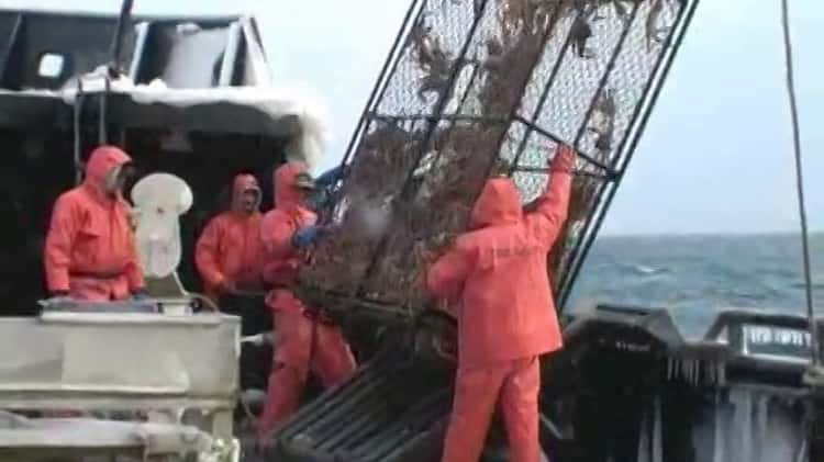 Observers in the Bering Sea and Aleutian Islands Crab Fisheries on