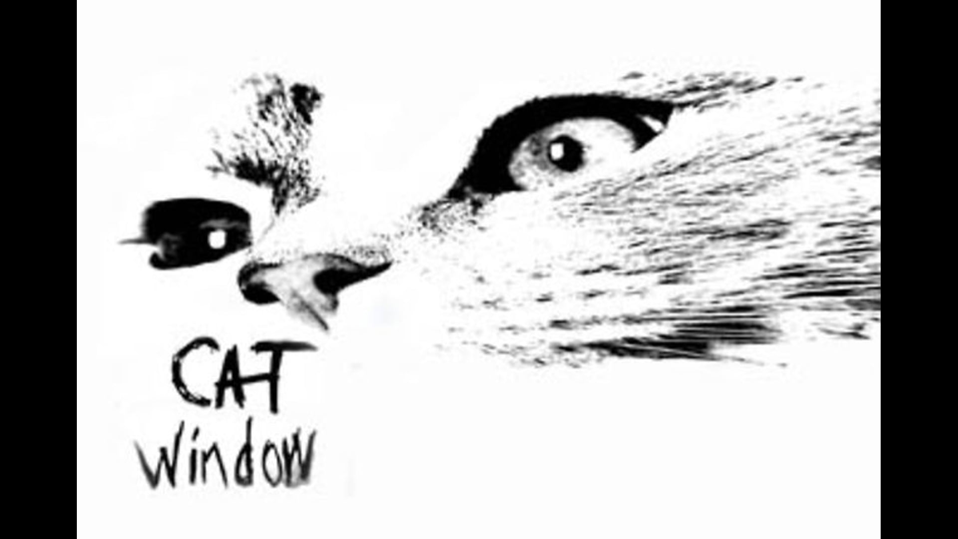 Cat Window