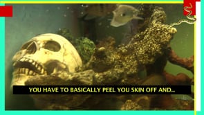 YouCantRiptheSkinOffofaSnake (2012)