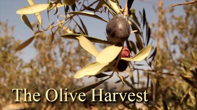 Shalom Israel - Olive Tree Ministries