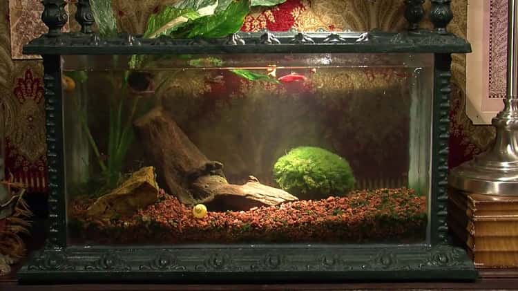 Victorian aquarium best sale