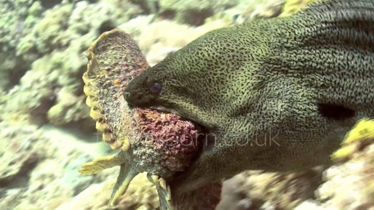 RARE! Moray Eel vs Stone Fish on Vimeo