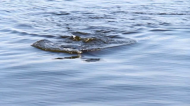 When Perch Attack The Cicada Strikes Back - Underwater GoPro Video