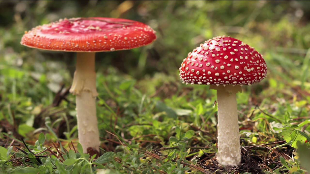 Mushroom Man | Leslie Iwerks on Vimeo