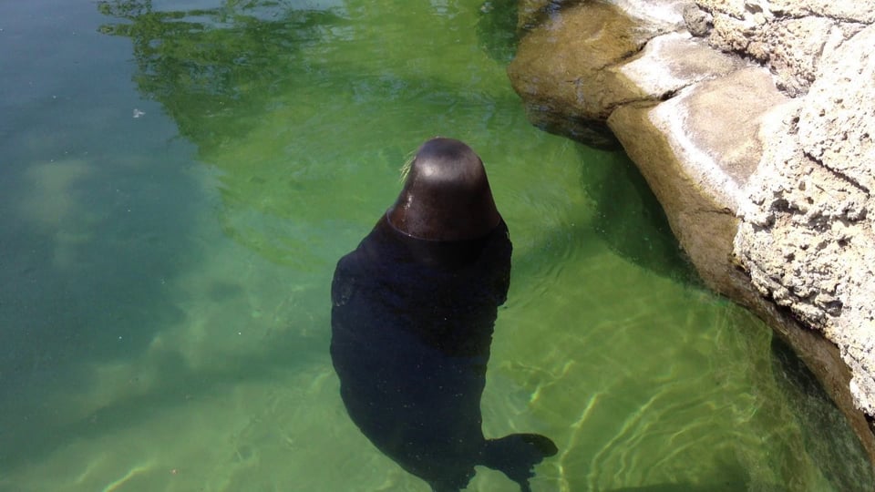Silly, spinning Hawaiian Monk Seal