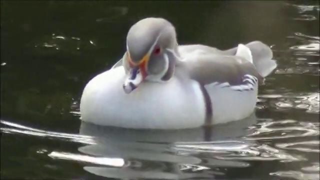 Carolina duck silver - Carolina eend zilver - Aix sponsa on Vimeo