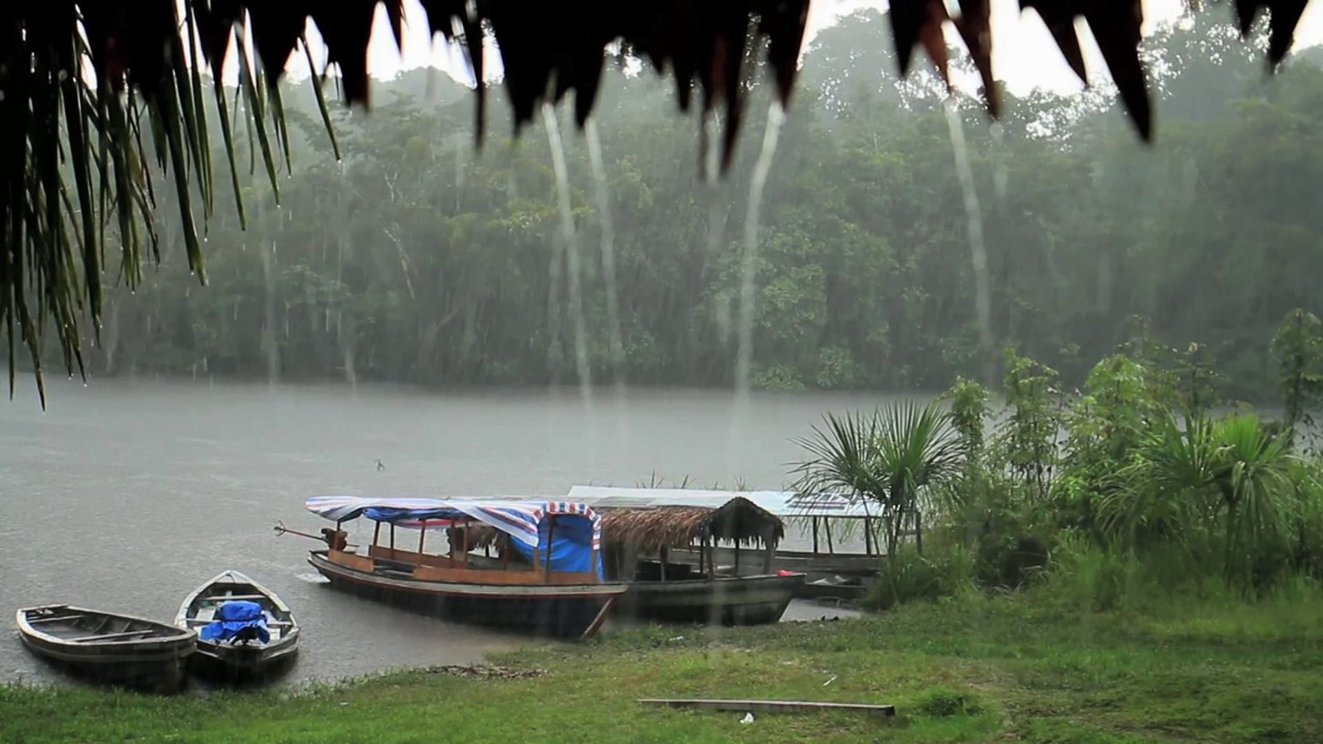 Reforesting the Amazon using traditional plants - Permacyclists #13