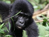 Mountain Gorillas of Bwindi Impenetrable Forest in Uganda
