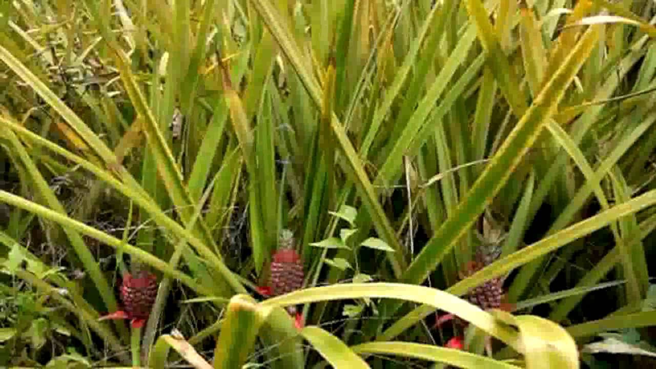 PINEAPPLE FIBER FABRIC on Vimeo