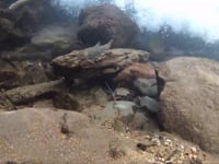 Underwater at small stream in JAPAN??GoPro HD HERO 2?