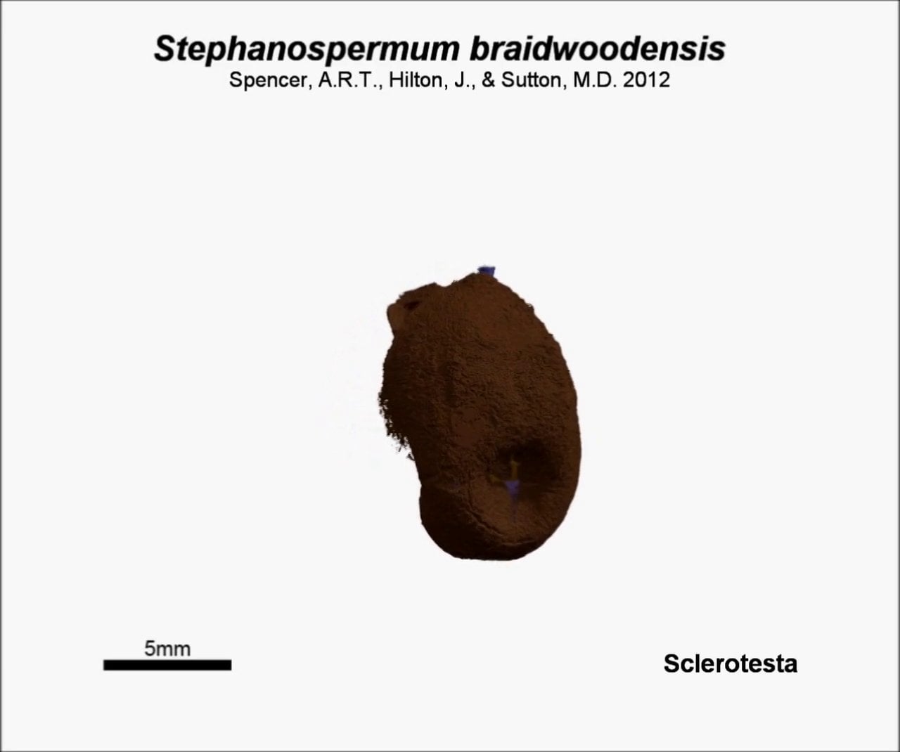 Stephanospermum braidwoodensis all layers