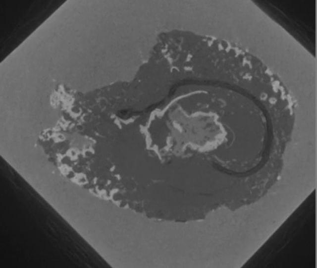 Stephanospermum braidwoodensis CT scan