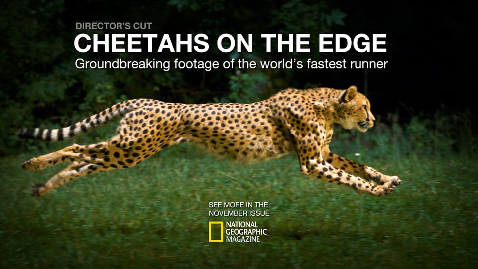 Cheetahs on the Edge - Director's Cut