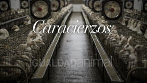Granja Caracierzos – Igualdad Animal