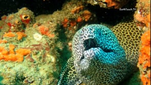 Coral Reef