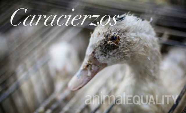 Stopfleberbetrieb – Caracierzos