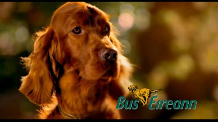 Bus hot sale eireann dog