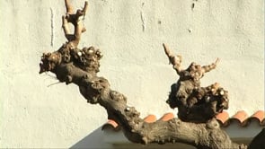 Comença la poda de l'Escala