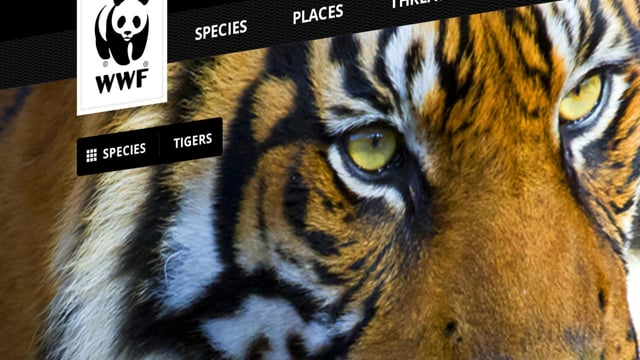 Launch Videos and the New WWF | Viget