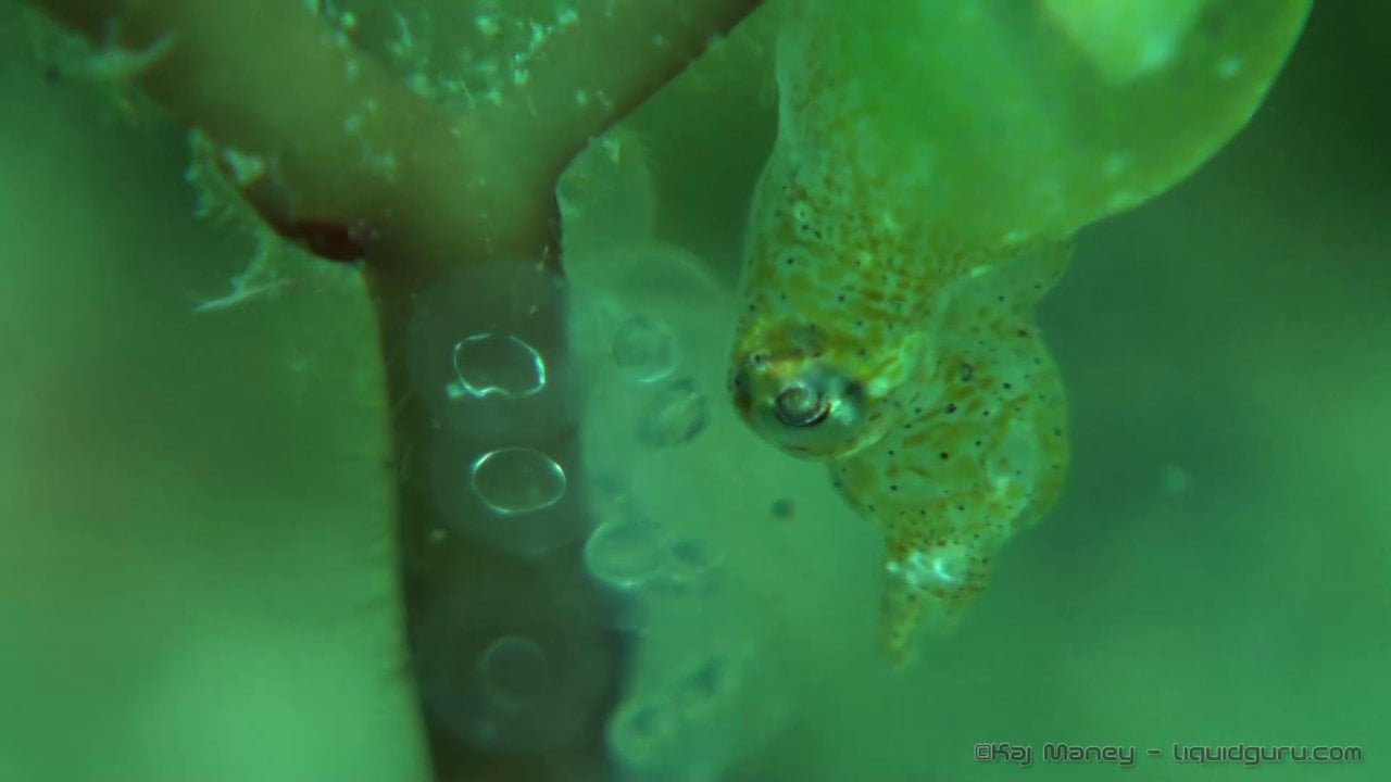 Genesis - Pygmy Squid Laying Eggs