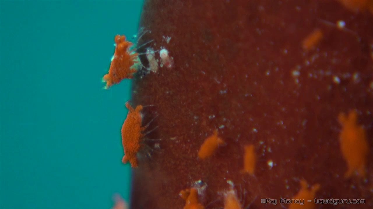 Sponge Isopod - Very Small Critter