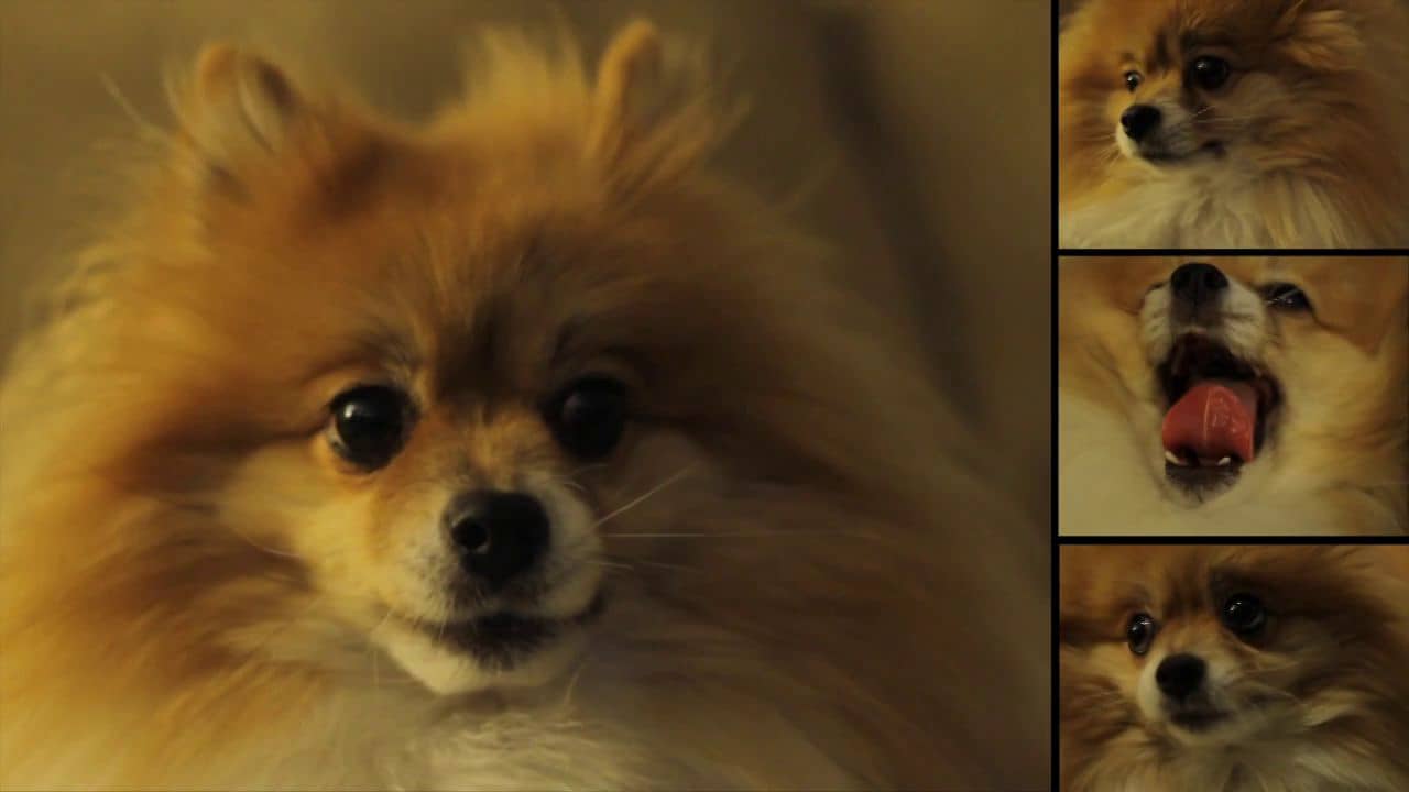 Pomeranian Portraits on Vimeo