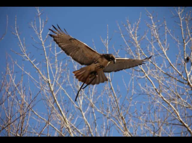 Hunting Hawk on Vimeo