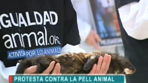Noticia Canal Nou – Protesta de Igualdad Animal en Valencia con visones contra la peletería