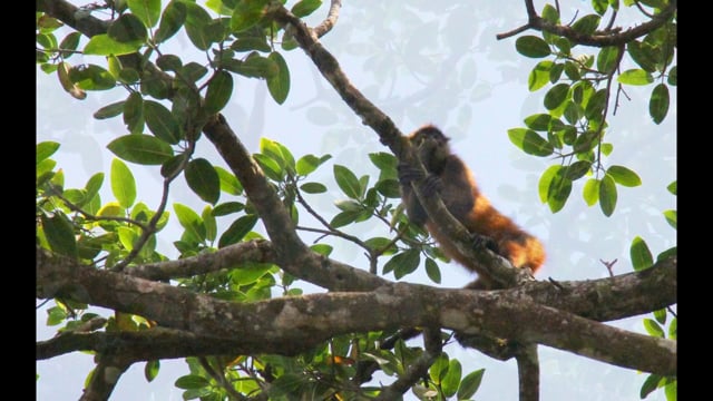 Squirrel Monkey, Corcovado National Park, Costa Rica