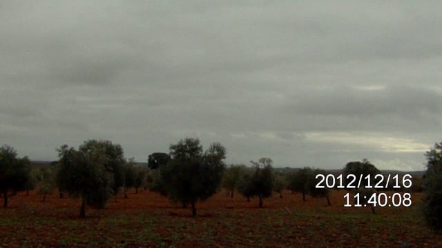 liebre