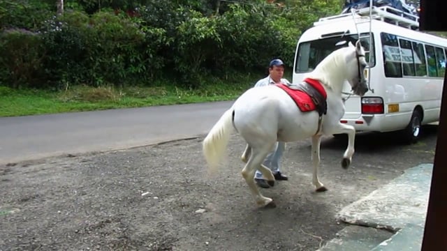 Relic and Alex Carbajal, Costa Rican Paso Horse