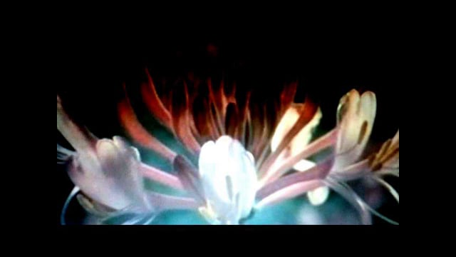 PIOTR KUREK - Becoming Light thumbnail