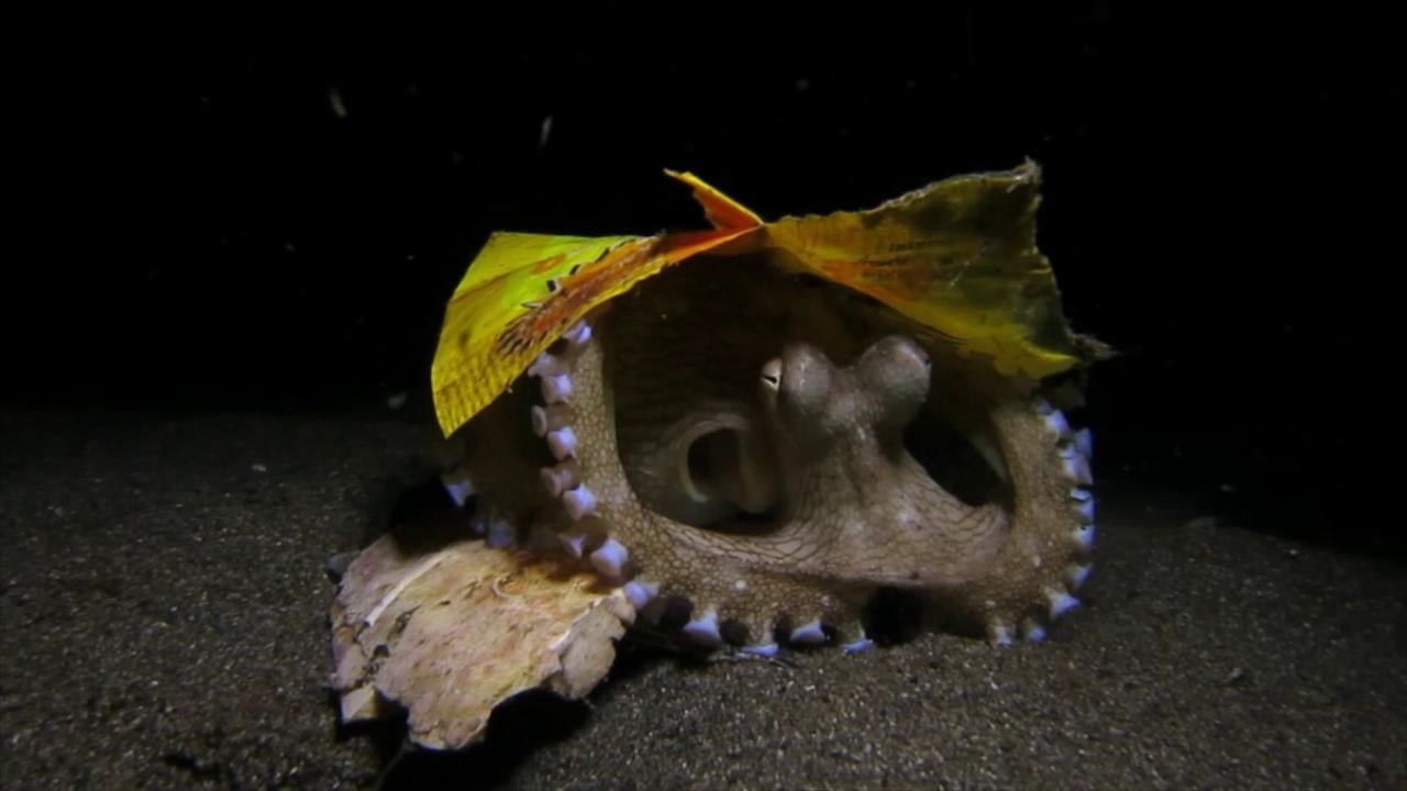 Weird Coconut Octopus Behavior