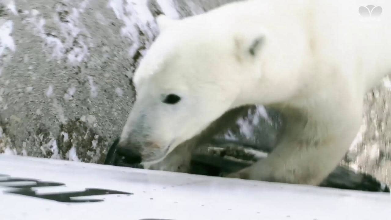 Explore Canada Like a Local - Face to Face with Polar Bears on Vimeo