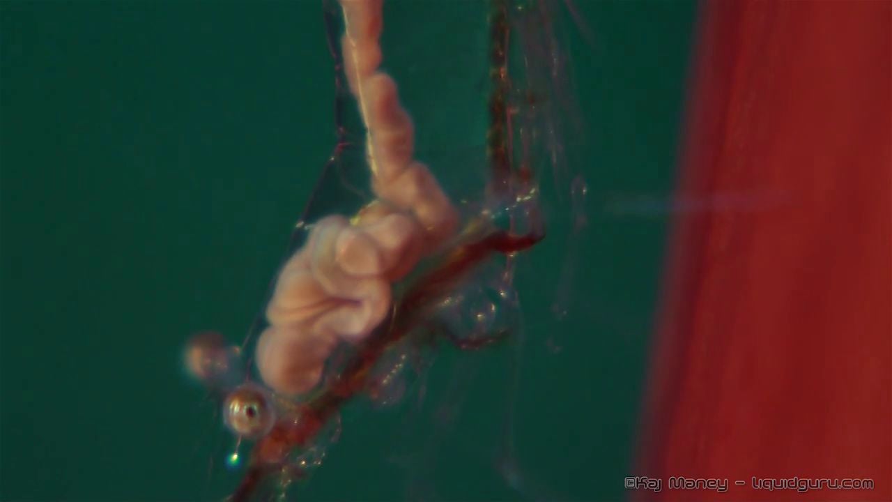 Translucent Gorgonian Shrimp with internal parasite