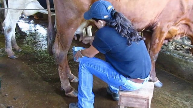 Milking Cows at the Finca de Don Tavo
