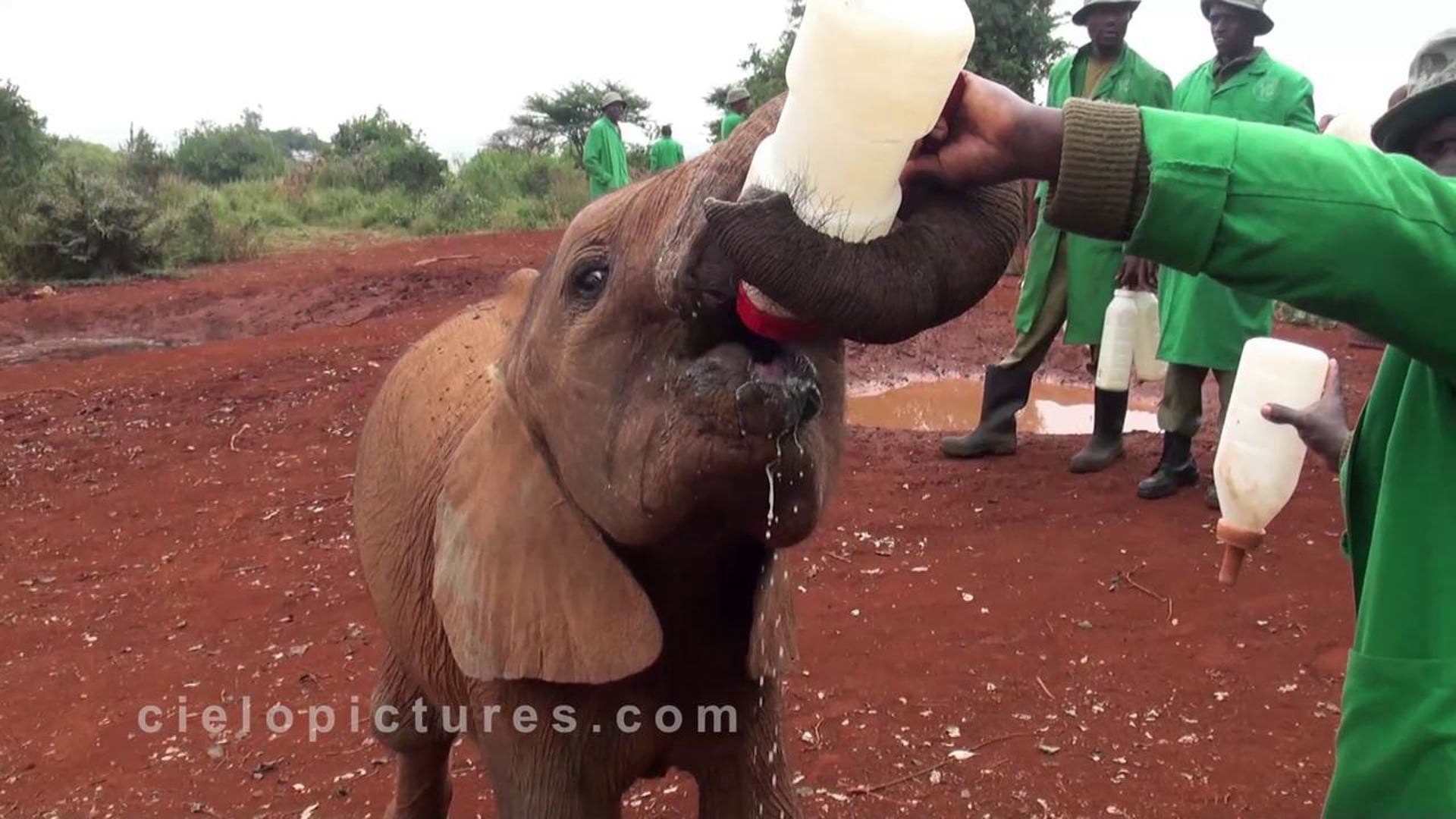 Breakfast with the baby elephants