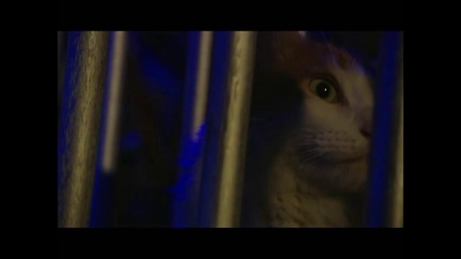 Cat's Play